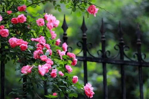 蔷薇花谢即归来,轮回之美