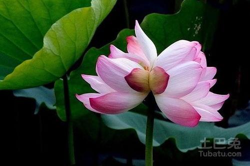 并蒂莲花不相见,缘分的微妙与人生的无奈